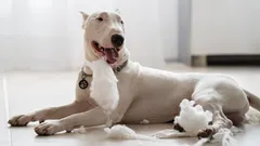 Nekontrolovateľná sila: Tri plemená psov, ktoré nikdy neodpustia slabosť svojho pána