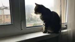 Ako dlho môže byť mačka sama doma bez stresu a úzkosti