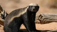 Veľký ako líška, drzý ako tiger: okráda levov, kradne med a smeje sa kobre do očí