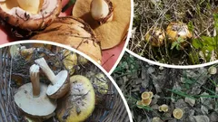 Vrchol hubárskej sezóny 2025 – kde a kedy v októbri zbierať plné košíky húb
