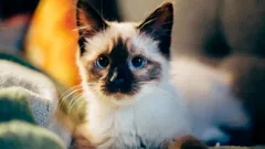 Bude ťažké to napraviť: osudová chyba vo výchove, ktorá z mačiatka spraví divú mačku