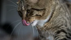 Ako mačky spoznávajú svojich majiteľov? Veda odhaľuje tajomstvá mačacieho čuchu