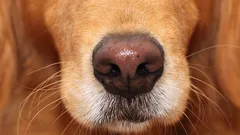 Psy rozpoznávajú radosť a strach podľa vône – ale reagujú zvláštnym, nečakaným spôsobom