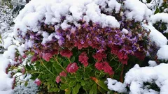 Na jar si budete vďační za tento krok: trvalky nielen prežijú, ale budú kvitnúť ešte bohato