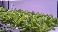 Správne osvetlenie pre izbové rastliny: tipy, ako prežiť tmavú zimu