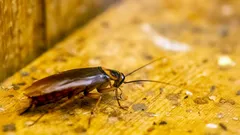 Čistá kuchyňa nezaručuje ochranu pred švábmi: Tu sa naozaj rozmnožujú